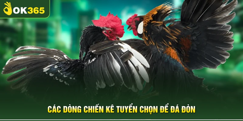 Các dòng chiến kê tuyển chọn để đá đòn