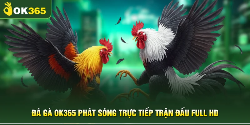 Đá gà OK365 phát sóng trực tiếp trận đấu full HD 