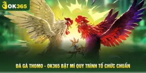 Đá Gà Thomo - OK365 Bật Mí Quy Trình Tổ Chức Chuẩn