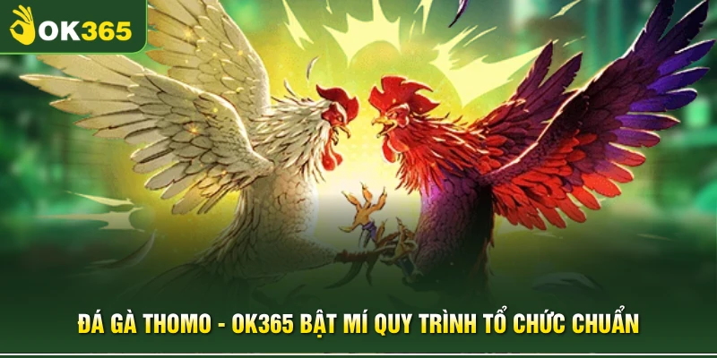 Đá Gà Thomo - OK365 Bật Mí Quy Trình Tổ Chức Chuẩn