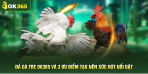 Đá Gà Tre OK365 Và 3 Ưu Điểm Tạo Nên Sức Hút Nổi Bật