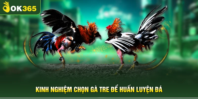 Kinh nghiệm chọn gà tre để huấn luyện đá