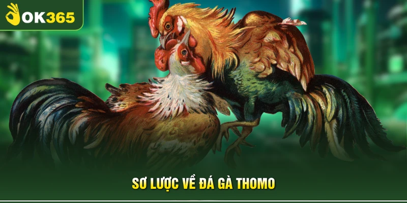Sơ lược về đá gà Thomo 