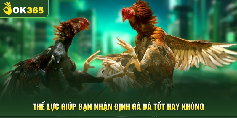 Thể lực giúp bạn nhận định gà đá tốt hay không